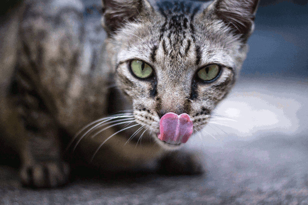 cat licking its chops by Shubhankar Sharma