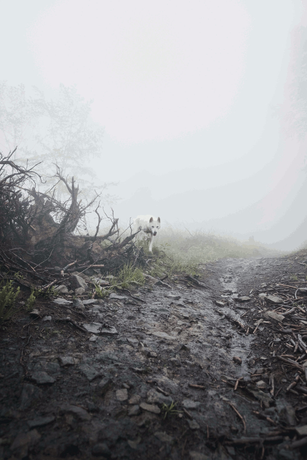 wolf in fog by Marek Szturc