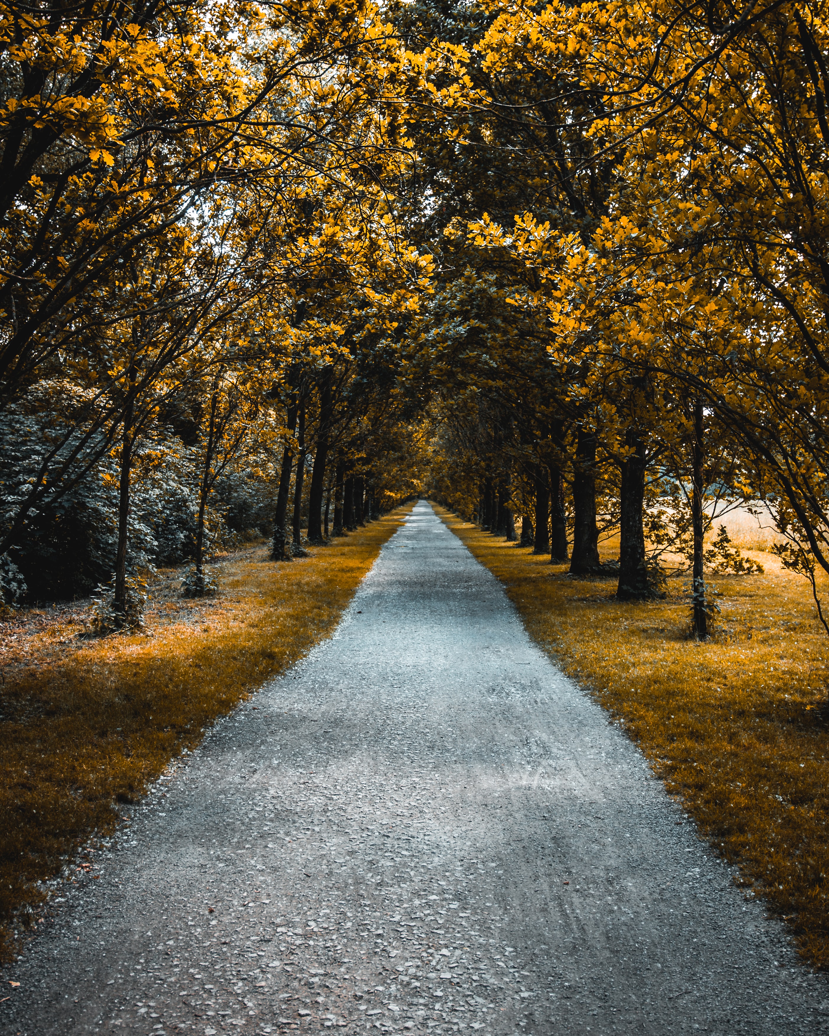 tree-lined road by Oliver Roos